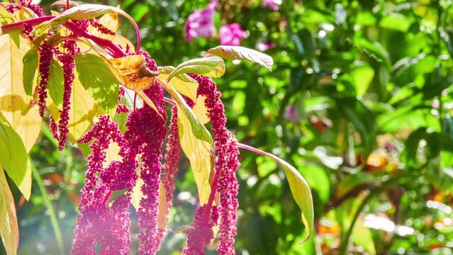 Amaranthus caudatus is annual flowering plant. It goes by common names such as love-lies-bleeding, pendant amaranth, tassel flower, velvet flower, foxtail amaranth, and quilete.