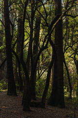 Naklejka premium Evening sunlight entering through the branches of the forest trees.