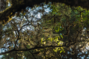Fototapeta premium Evening sunlight entering through the branches of the forest trees.