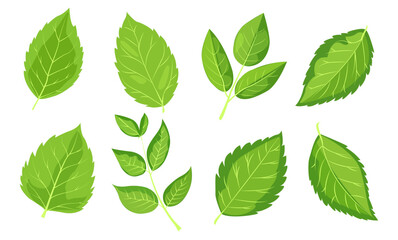 featuring eight different types of green leaves. Each leaf showcases unique shapes and vein patterns. graphic is simple, clean, and vibrant, ideal for nature-themed designs and eco-friendly projects