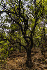 Fototapeta premium Evening sunlight entering through the branches of the forest trees.
