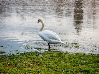 Swan enters the river