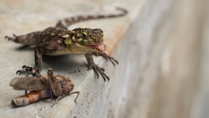 A happy female agama with a kill.