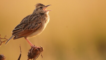 A brown little bird singing.