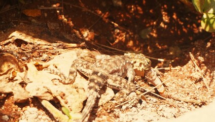  a female agama catches a grasshopper.