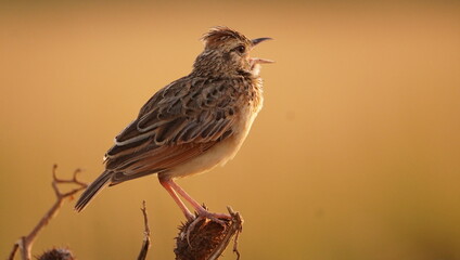  A little bird singing.