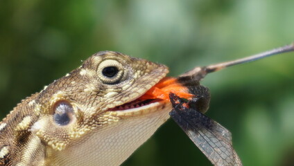  Agama close up with food.