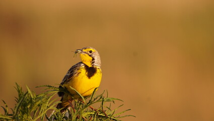 A yellow longclaw with a worm in his beak.JP
