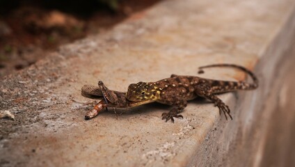  Agama enjoying a meal