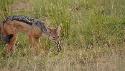 Black backed jackal eating a snake