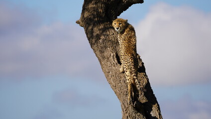 cheetah cub afraid to climb down.