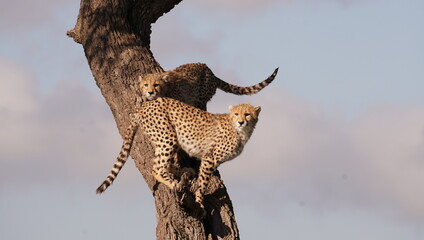 cheetah cubs enjoying a vantage view.