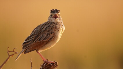 crested lark singing in the rain.