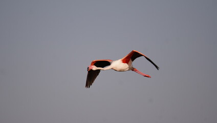 Flamingo with Wing flap down.