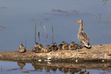 Mallard duck with ducklings.