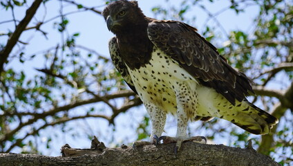  Largest eagle in africa marshal eagle.