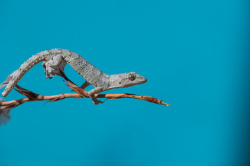 Kotschy's Naked-toed Gecko on a branch, close-up (Mediodactylus kotschyi). Blue background.