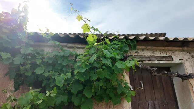 Old country house with grapevine