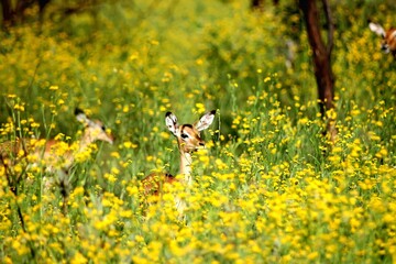 Black-faced Impala peeking through flowers