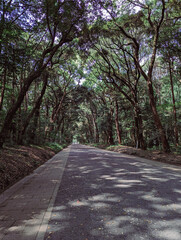 Tree alley in Tokyo