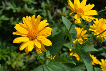 Heliopsis; herbaceous flowering plants in the family Asteraceae