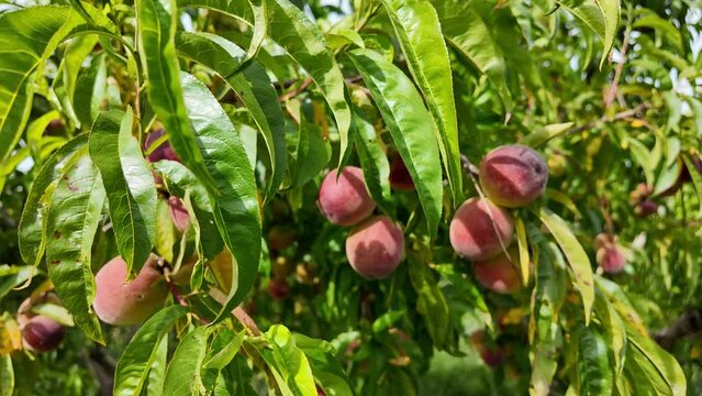 slow motion of peaches on tree moved by wind in spring