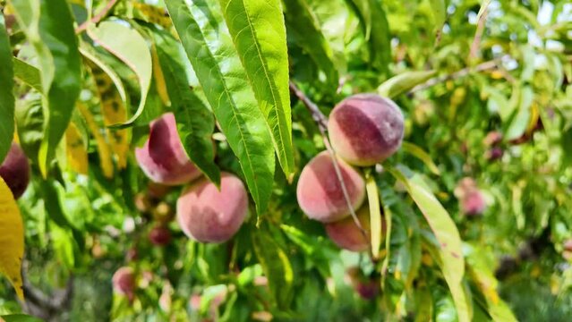 slow motion of peaches on tree moved by wind in spring