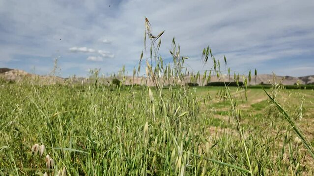 slow motion of grass moved by wind in spring