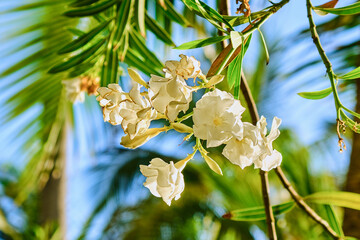 White Oleander flowers in the morning spring sunlight