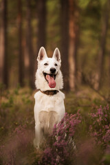 White Swiss Shepherd dog in forest