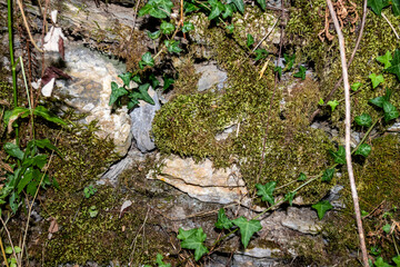 Nature's resilience is vividly displayed as a mix of wild grass, ivy, and decaying leaves embrace a forgotten stone wall, showcasing the persistent reclaiming of man-made structures