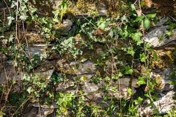 Old stone steps overgrown with moss and scattered foliage, evoking a sense of timelessness and the enduring interplay between human constructs and nature's persistence