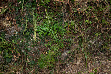 Nature's resilience is vividly displayed as a mix of wild grass, ivy, and decaying leaves embrace a forgotten stone wall, showcasing the persistent reclaiming of man-made structures