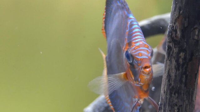 Symphysodon, colloquially known as discus, is a genus of cichlids native to the Amazon river basin in South America.