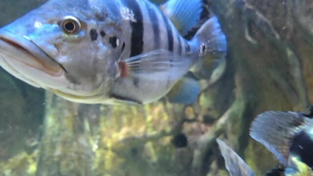 Peacock bass (Cichla) is a genus of large cichlids, diurnal and predatory freshwater fish native to the Amazon and Orinoco basins, as well as rivers of the Guianas, in tropical South America.