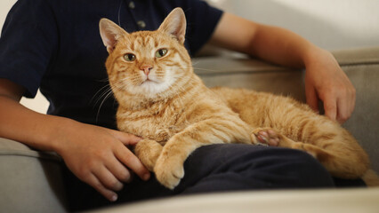 A cozy ginger cat peacefully lounging on a persons lap