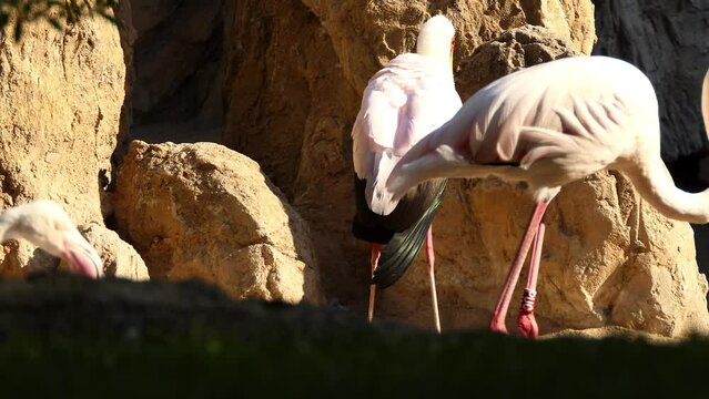 yellow-billed stork (Mycteria ibis), sometimes also called the wood stork or wood ibis, is large African wading stork species in family Ciconiidae. It is widespread in regions south of the Sahara.