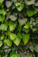 Ivy background with many green succulent leaves. Ivy leaves.