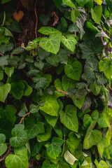 Ivy background with many green succulent leaves. Ivy leaves.