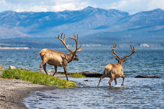 Bridge Bay, Yellowstone Lake, Yellowstone, Wyoming...