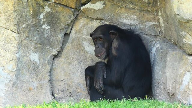 Chimpanzee (Pan troglodytes), also known as the common or robust chimpanzee, or simply chimp, is species of great ape, with four confirmed subspecies and a fifth proposed subspecies.