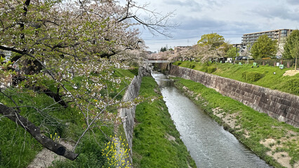 landscape: bridge over the river in a city park, cherry trees in bloom and green grass, buildings...
