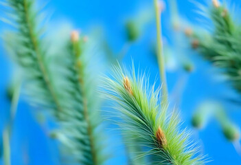 Close-Up of Prickly Grass in Stunning Blue