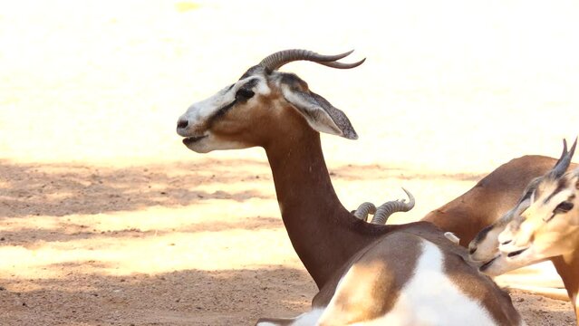 Dama gazelle, addra or mhorr gazelle (Nanger or formerly Gazella dama)