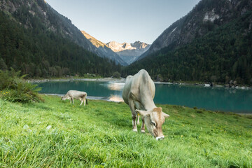 Grasende Milchkühe an einem Bergsee