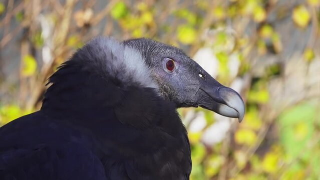 Andean condor (Vultur gryphus) is South American bird