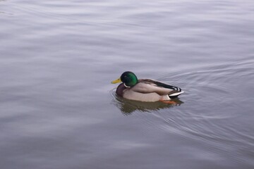 duck on the lake