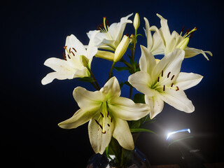 A vase of white lily flowers on dark background. The flowers are in full bloom. The vase is clear and allows the light to shine through, creating a beautiful glow. Nature beauty.