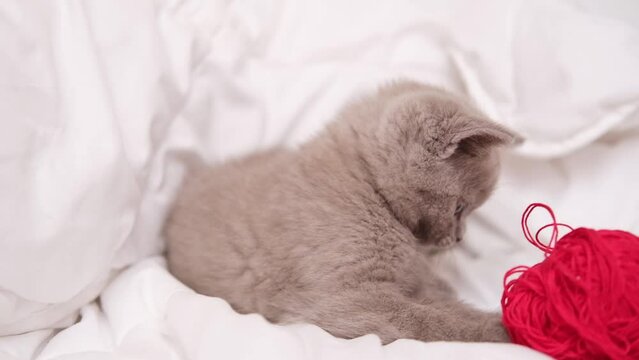 Scottish lilac kitten playing with red ball skeins of thread on white bed. Little cat jumping