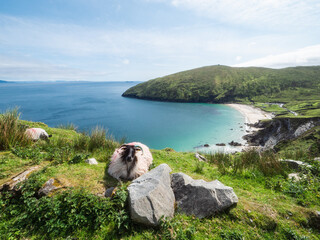 A sheep is relaxing on a grassy hillside overlooking Keem bay and beach, Ireland The scene is...